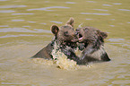 young brown bears