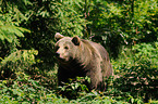 brown bear