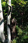 brown bear