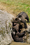 young brown bears