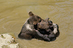 young brown bears