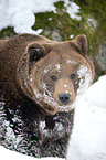 brown bear