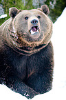 brown bear