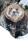 brown bear