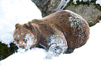 brown bear