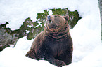 brown bear