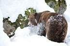 brown bear