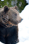 brown bear