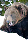 brown bear