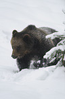 brwon bear