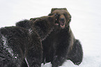 brwon bears
