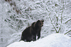 brwon bear