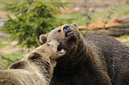 brown bears