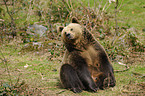 brown bear