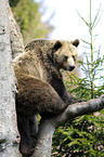 brown bear