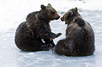 brown bears