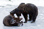 brown bears