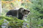 brown bear