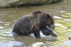 brown bear