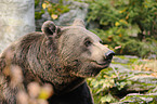 brown bear