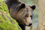 brown bear