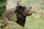 brown bear
