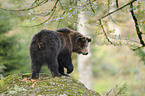 brown bear
