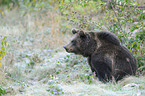 brown bear