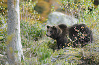brown bear