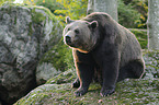 brown bear