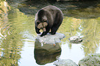 brown bear