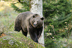 brown bear