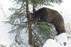 brown bear