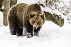 brown bear
