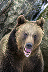 brown bear