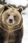 brown bear