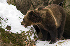 brown bear