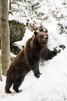 brown bear