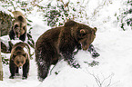 brown bears