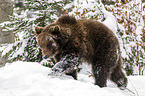 brown bear