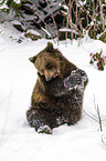 brown bear