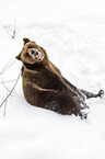brown bear