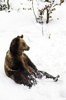 brown bear