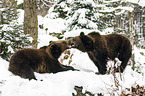brown bears