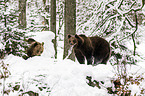 brown bears