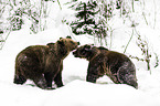 brown bears