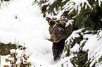 brown bear