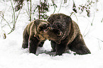 brown bears