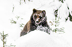 brown bear