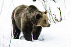 brown bear